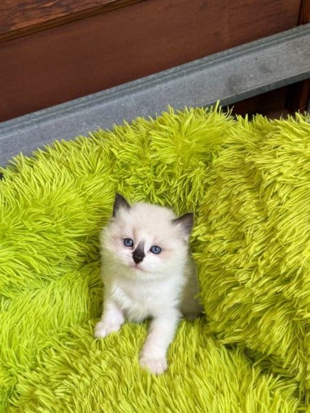 Purebred Ragdoll cat kittens Carousel 2