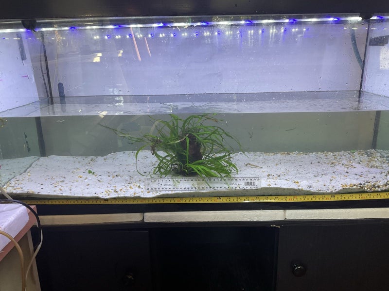 Aquatic plants Carousel 2