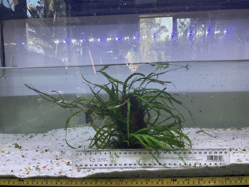 Aquatic plants Carousel 1