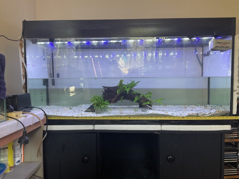 Aquatic plants Carousel 2