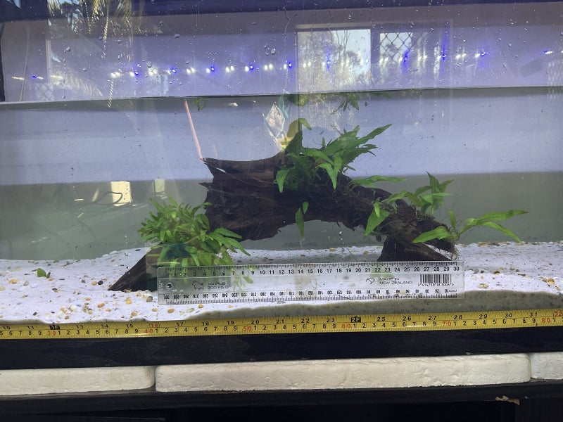 Aquatic plants Carousel 1