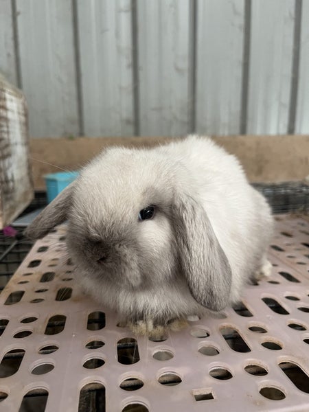Purebred Mini Lop Carousel 1