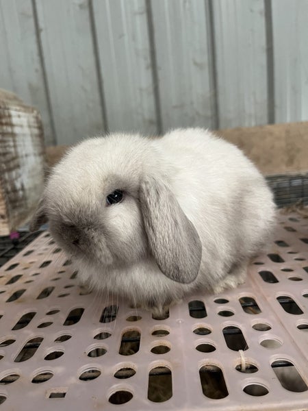 Purebred Mini Lop Carousel 2