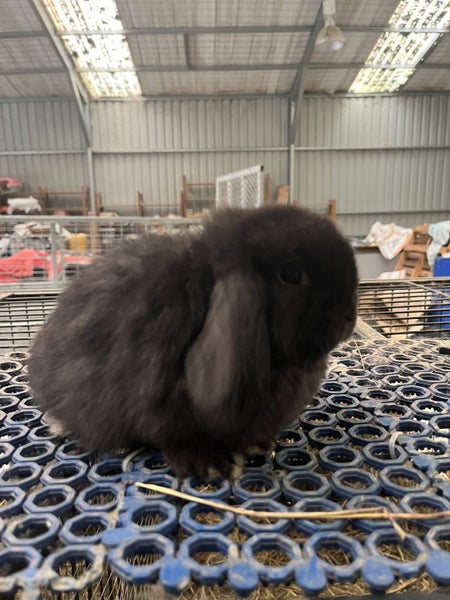 Purebred Mini Lop Carousel 1