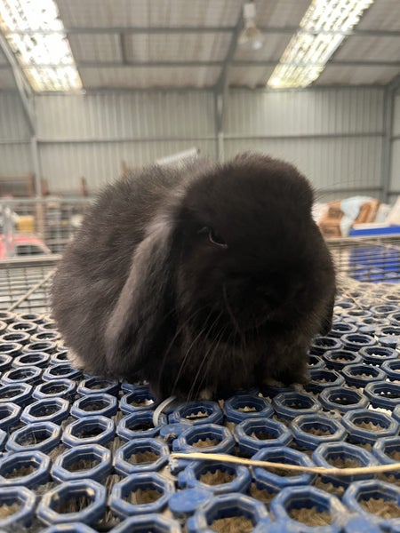 Purebred Mini Lop Carousel 2