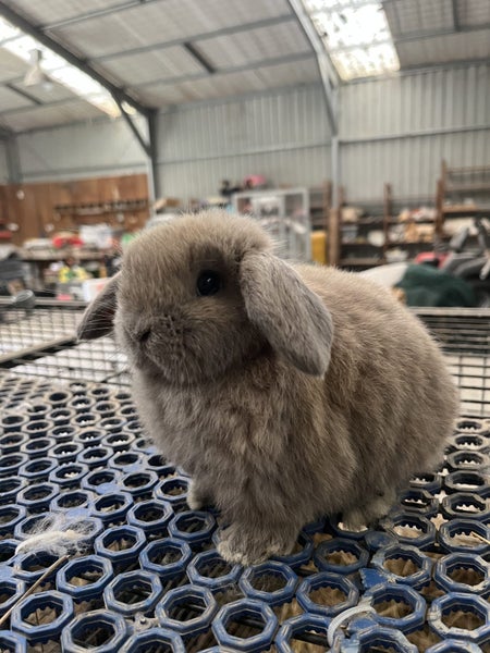 Purebred Mini Lop Carousel 8