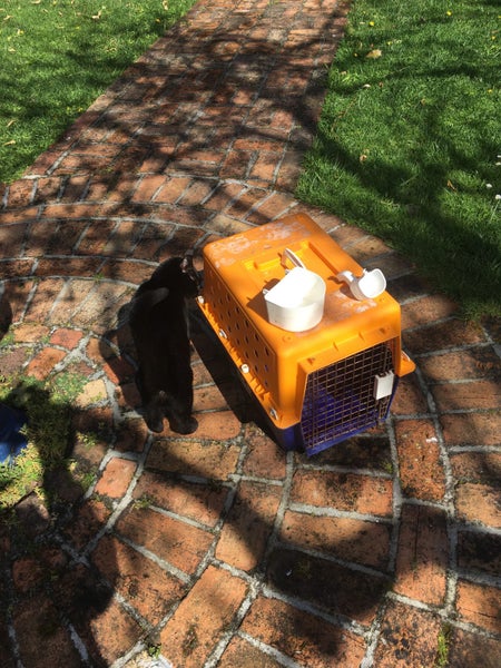 Cat or small Dog - travel cage Carousel 2