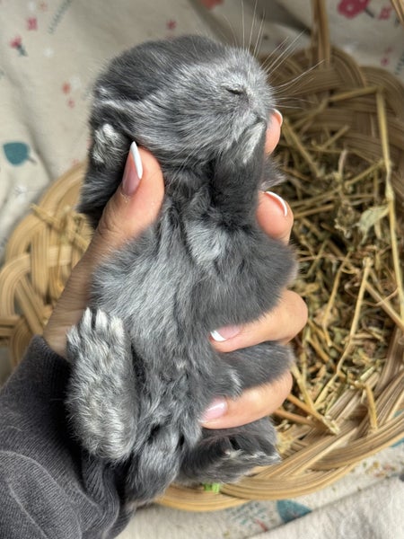 **Trained Mini Lop Bunny Rabbits & Care Package** Carousel 18