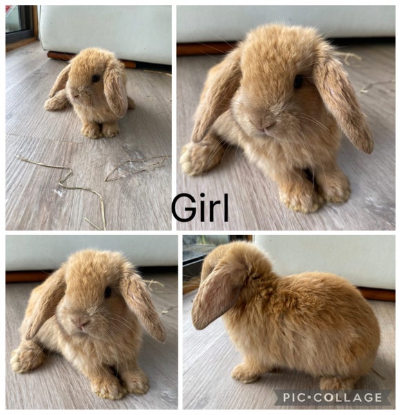 Purebred mini lop bunnies Carousel 2