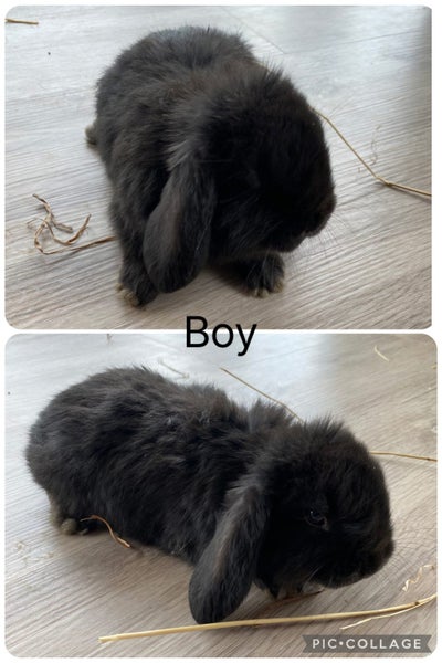 Purebred mini lop bunnies Carousel 7