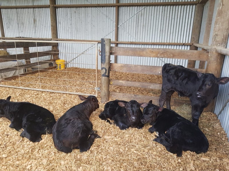 Angus calves Carousel 1