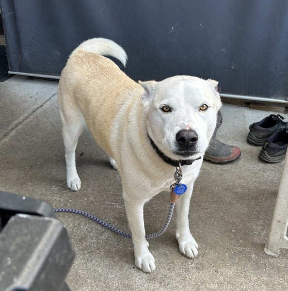 Husky Labrador Free to Good Home Carousel 2