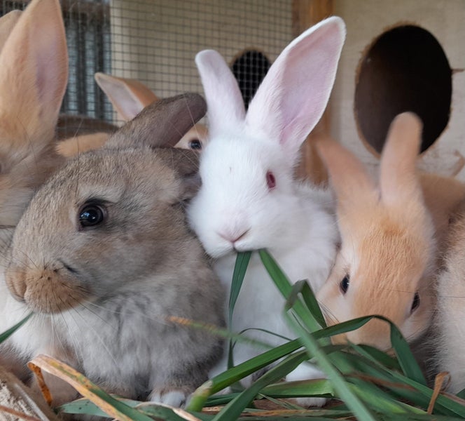 Pure Flemish Giant kits Carousel 1