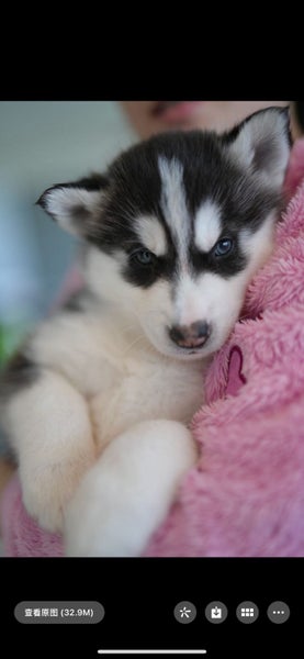 husky puppy ready to new home Carousel 2