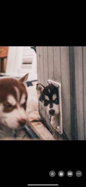 husky puppy ready to new home Carousel 1