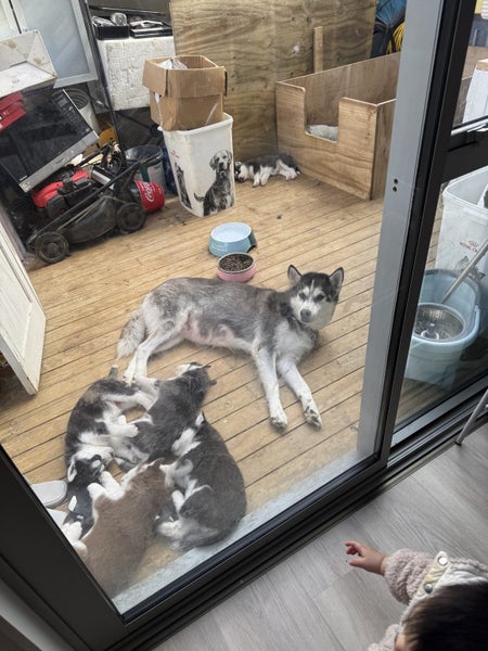 husky puppy ready to new home Carousel 4