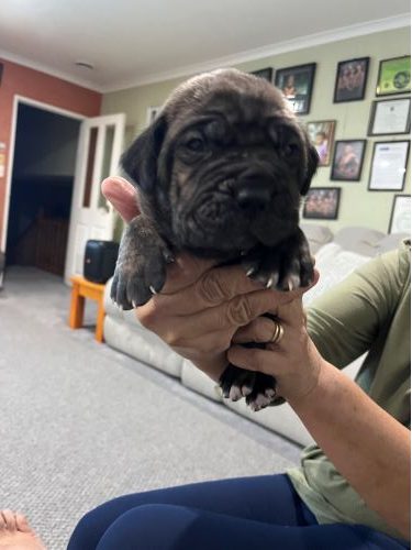 Cane Corso/ Neapolitan Mastiff puppies Carousel 13