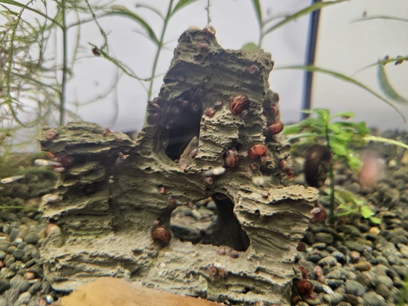 Ramshorn snails x 3 Carousel 3