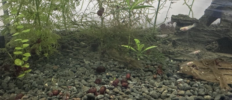 Ramshorn snails x 3 Carousel 2