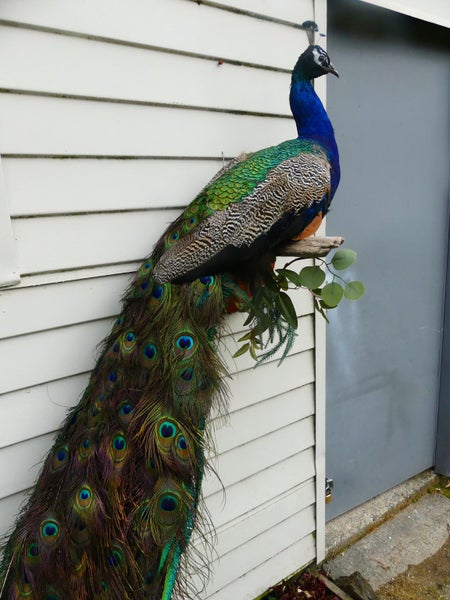 taxidermied Peacock Carousel 1