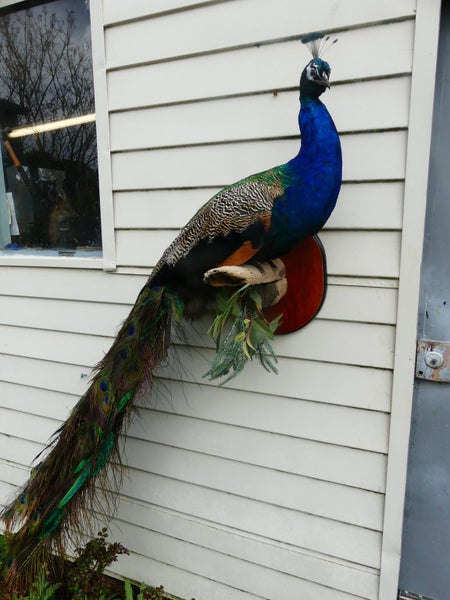 taxidermied Peacock Carousel 2
