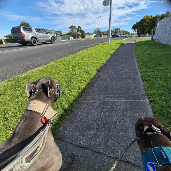 Zorro (Thrilling Dodge) 3 yr old retired greyhound Carousel 11