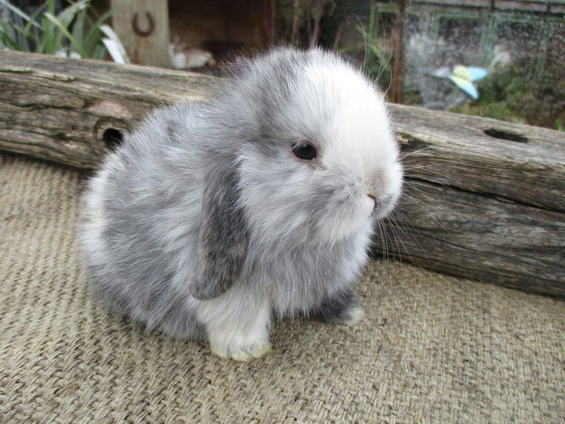Mini Lop Rabbits Carousel 1