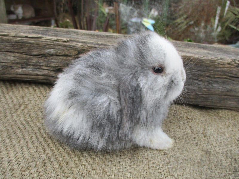 Mini Lop Rabbits Carousel 2