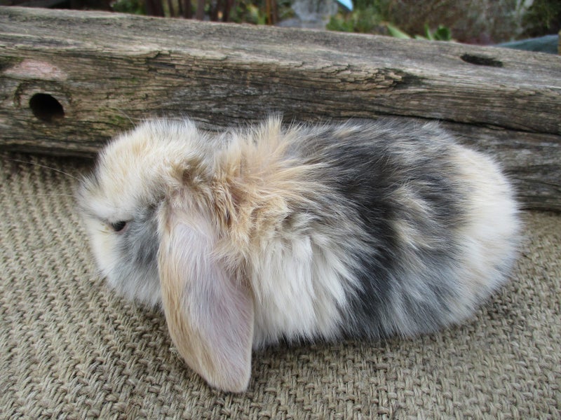 Mini Lop Rabbits Carousel 11
