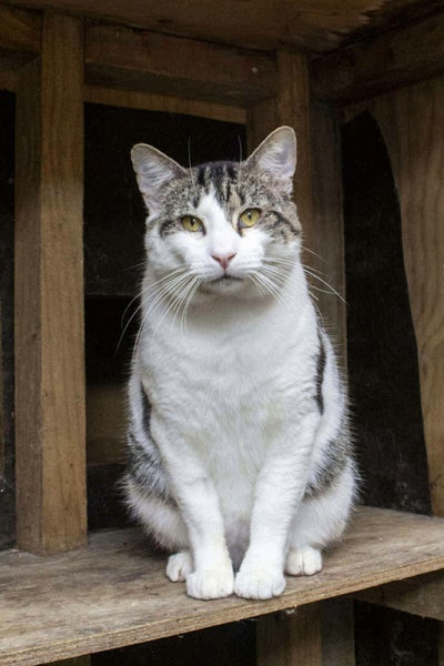 Meet our gorgeous Stirling! Carousel 1