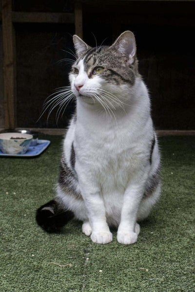 Meet our gorgeous Stirling! Carousel 2