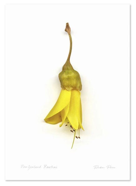 Flora Kowhai Single A3 & A2 Prints Carousel 2