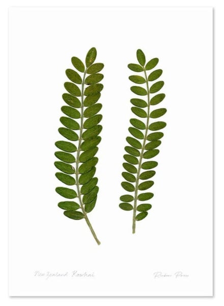 Flora Kowhai Leaves A3 & A2 Prints Carousel 1
