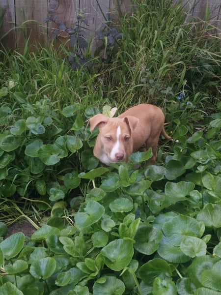 Cane (Ellie's Canine Rescue & Rehome) Carousel 2