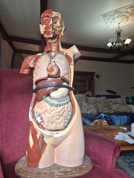 1945 large vintage anatomy model Carousel 1