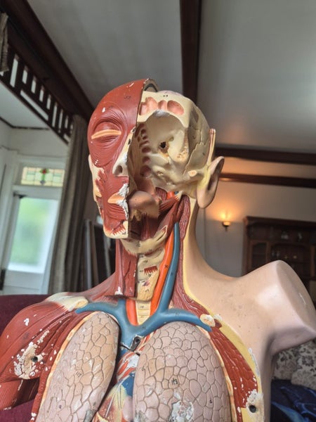 1945 large vintage anatomy model Carousel 2