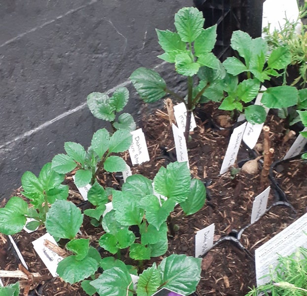 Dahlia Cafe au Lait Royal potted dusky blend of lighter and darker pinks Carousel 2