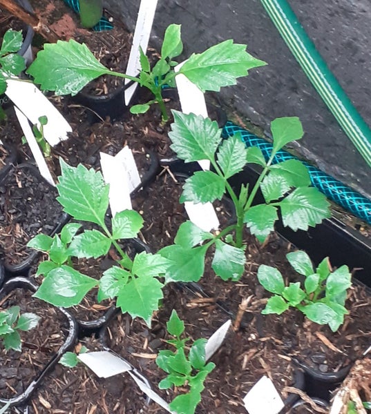 Dahlia Iceberg potted dinner plate dahlia with enormous ice white flowers Carousel 2