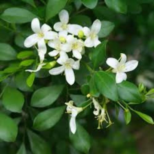 Murraya Paniculata - Orange Jasmine Carousel 1