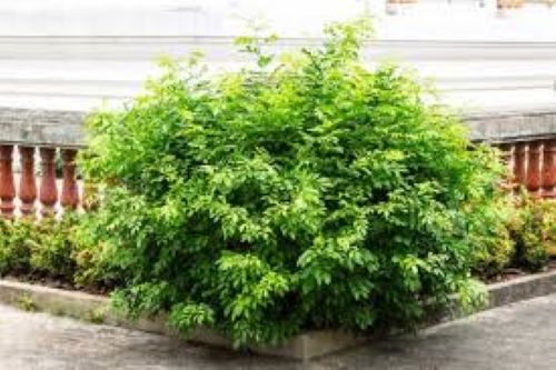 Murraya Paniculata - Orange Jasmine Carousel 2