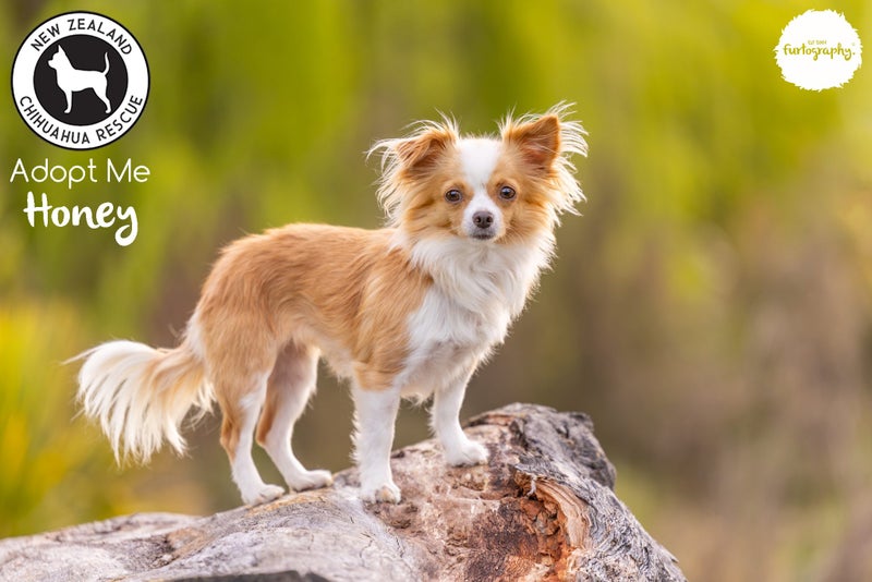 Honey - Long Coat Chihuahua Carousel 8
