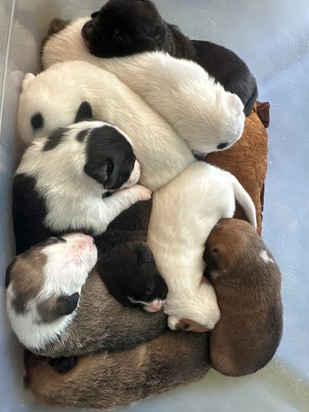 9 puppies-huntaway border collie cross63786666063619110