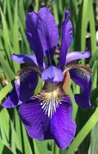Iris Caesar’s brother dark blue seeds Carousel 1