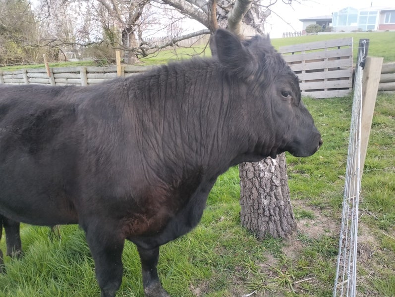 Bull limousine Carousel 1