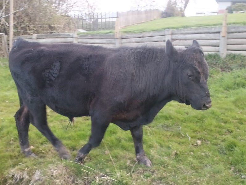 Bull limousine Carousel 9