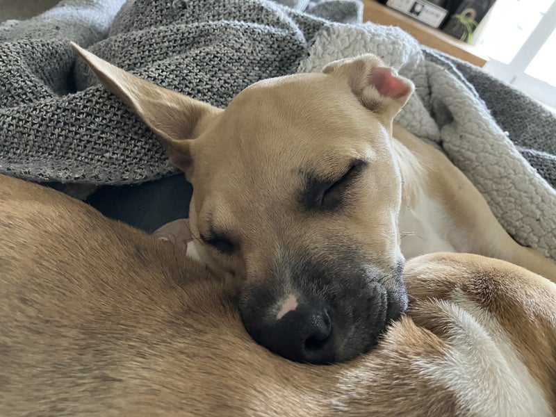 Tobi (Ellie's Canine Rescue & Rehome) Carousel 8
