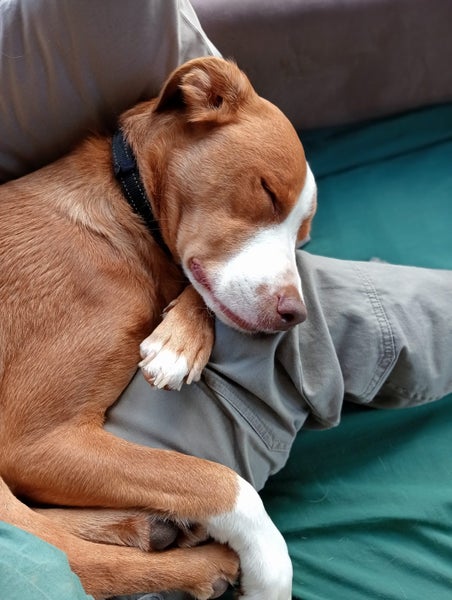 Pepper (Ellie's Canine Rescue & Rehome) Carousel 12