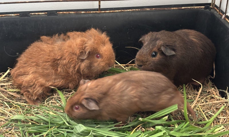 Guinea pig babies (2 male, 5 female) Carousel 1