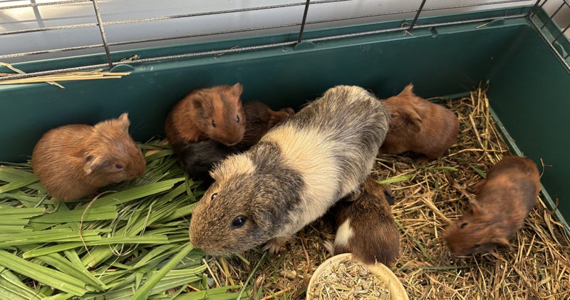 Guinea pig babies (2 male, 5 female) Carousel 2