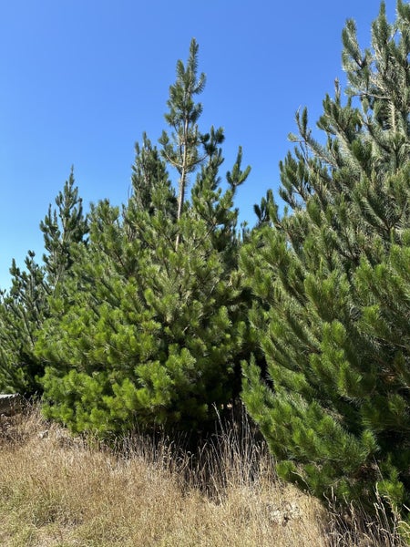 East Otago Forestry or Hunting Block63884651678338110